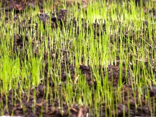 new-lawn-seed