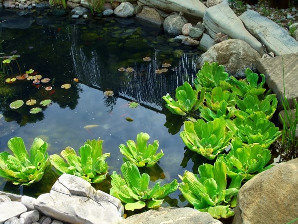 Landscape pond in Waukesha, WI.